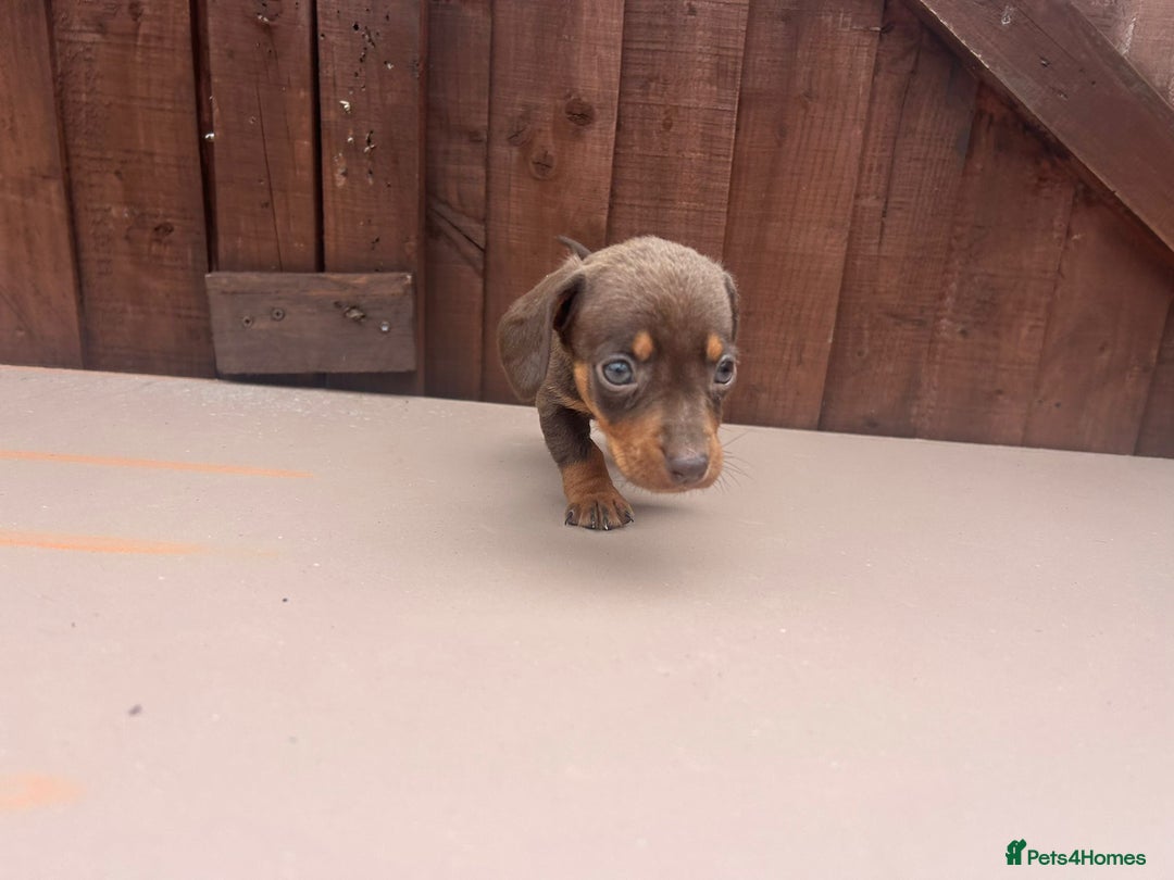 Dachshund dogs for sale: 6 beautiful dachshund puppies!!! - Image 13