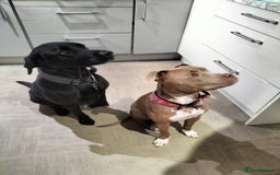 Mixed Breed dogs for sale: Cute stafflador for sale - Image 4