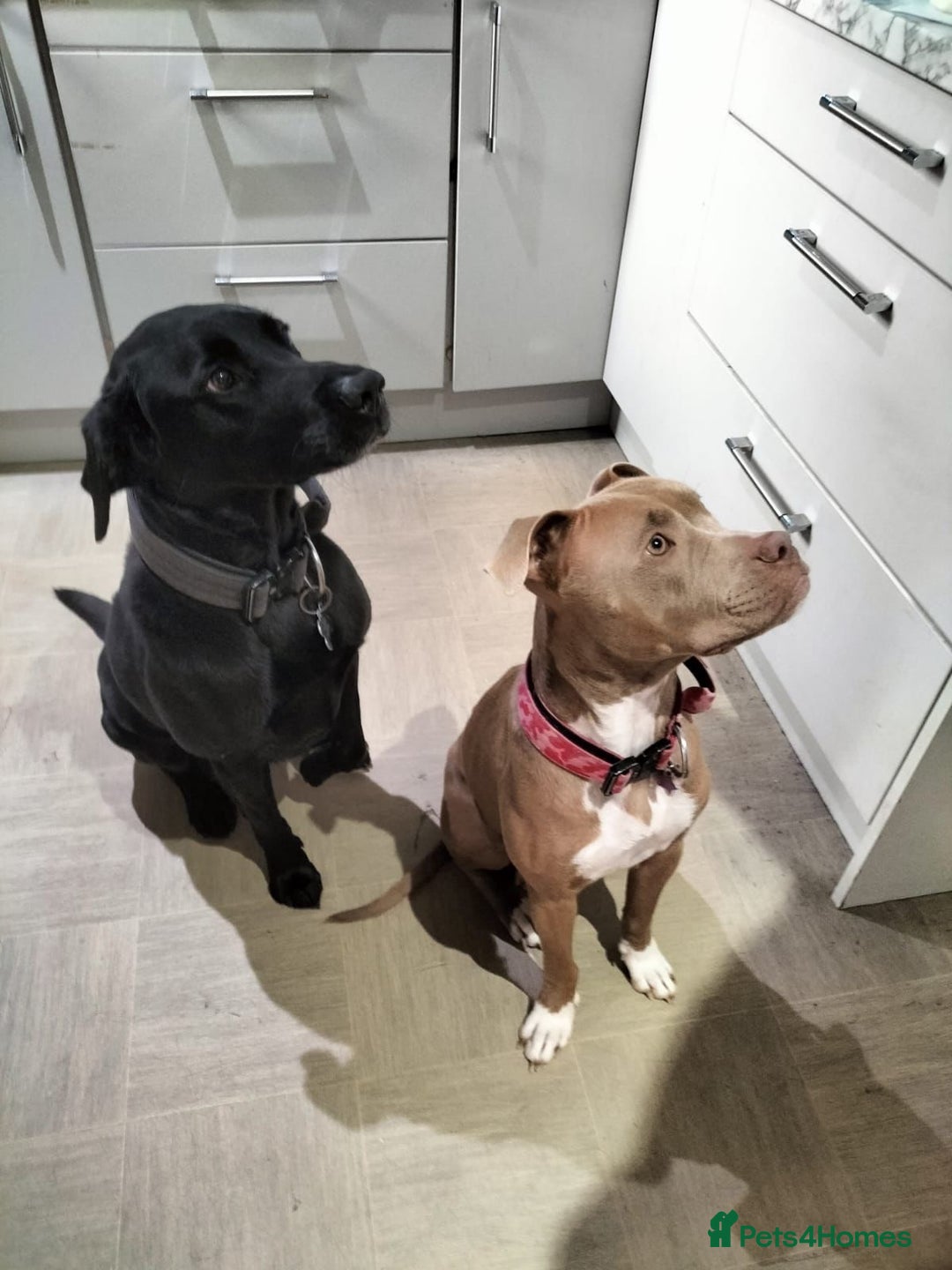 Mixed Breed dogs for sale: Cute stafflador for sale - Image 4