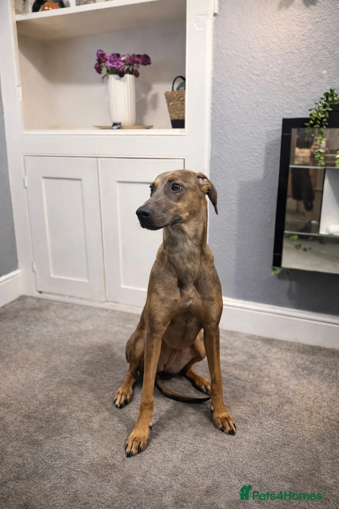 Mixed Breed dogs for sale: 6 months old greyhound cross with a cane Corso in Chatham - Advert 11