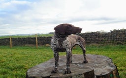 German Shorthaired Pointer dogs for stud: German Shorthaired Pointer at stud. in Skipton - Image 7