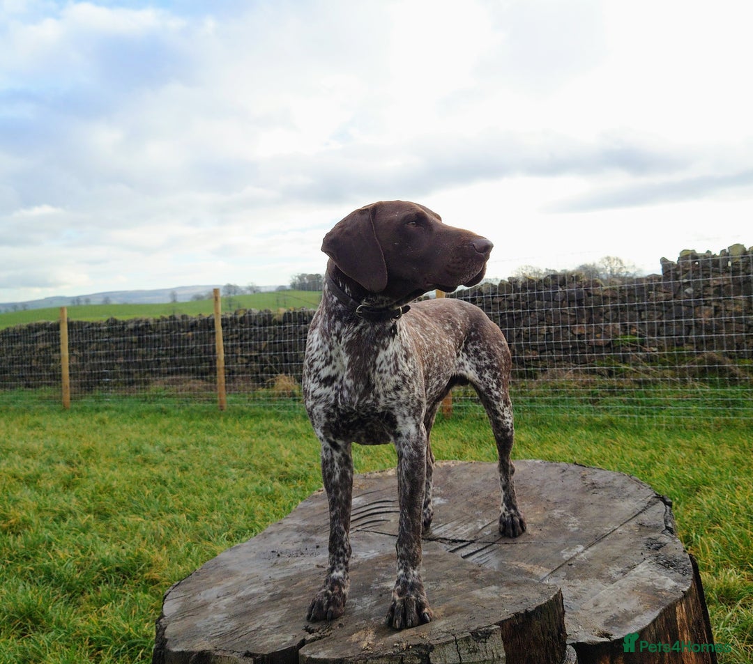 German Shorthaired Pointer dogs for stud: German Shorthaired Pointer at stud. in Skipton - Image 7