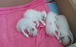 Ragdoll cats for sale: Blue mitted ragdoll kittens - Image 13