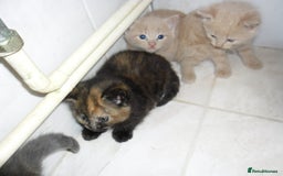 Mixed Breed cats for sale: 8 BEUTIFUL KITTENS FOR SALE - Image 4