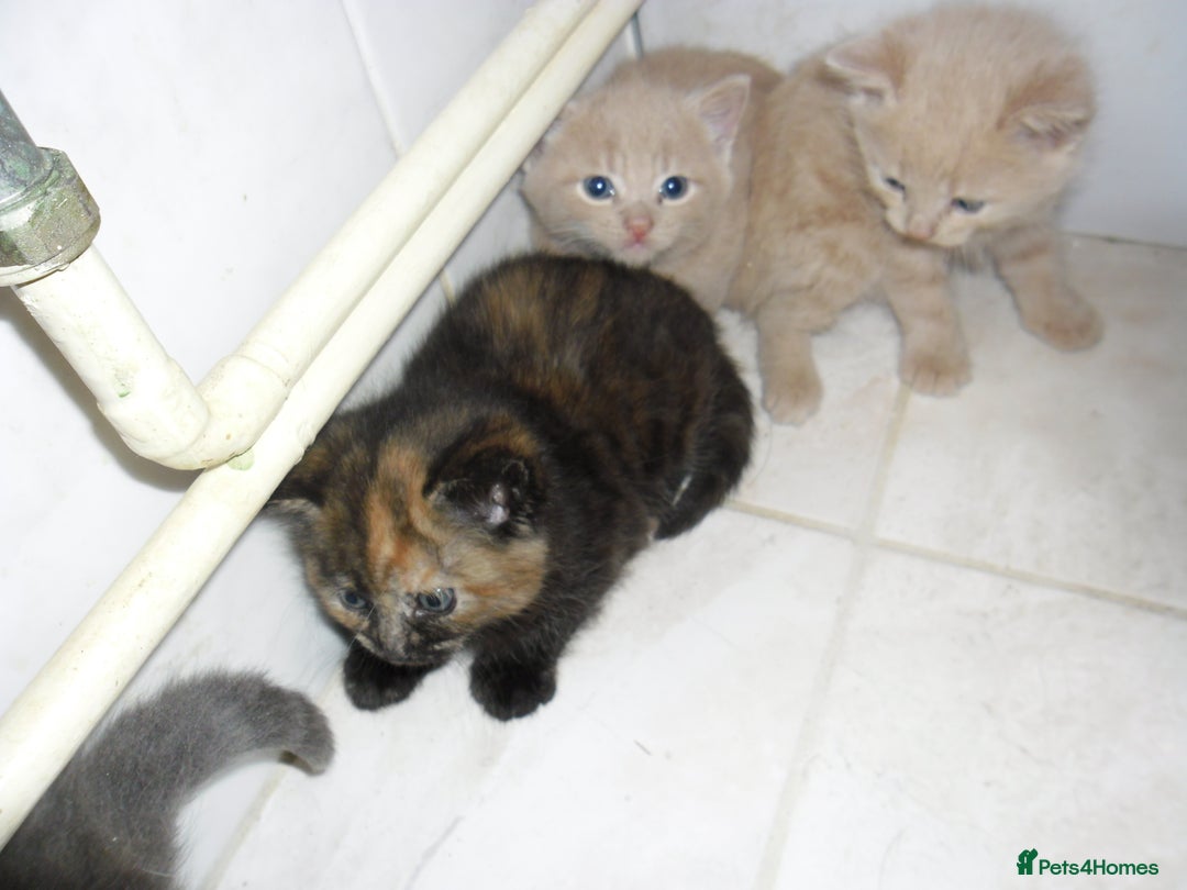 Mixed Breed cats for sale: 8 BEUTIFUL KITTENS FOR SALE - Image 4