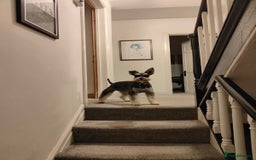 Miniature Schnauzer dogs for sale: Miniature Schnauzer Puppies - Image 14