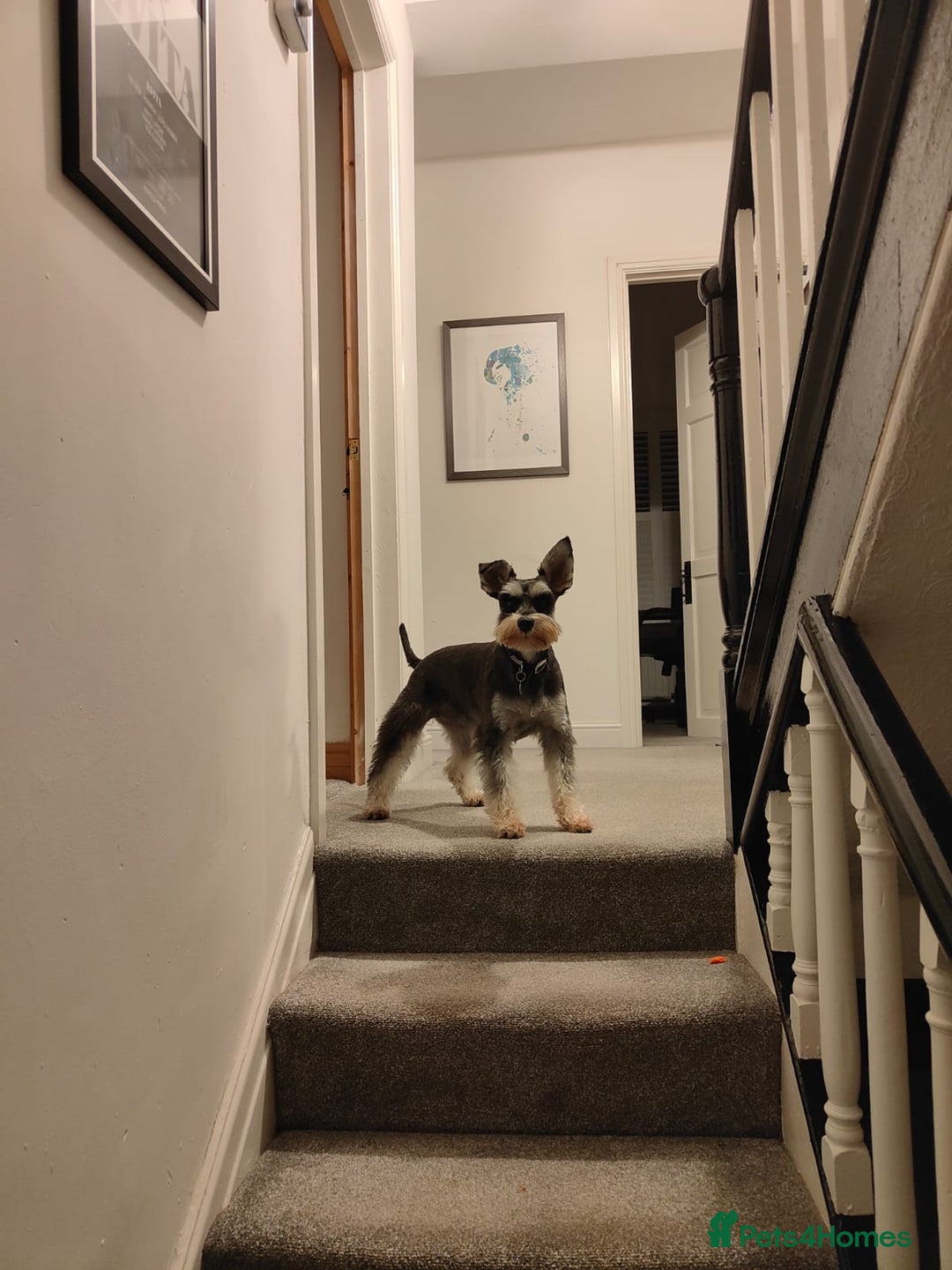 Miniature Schnauzer dogs for sale: Miniature Schnauzer Puppies - Image 14