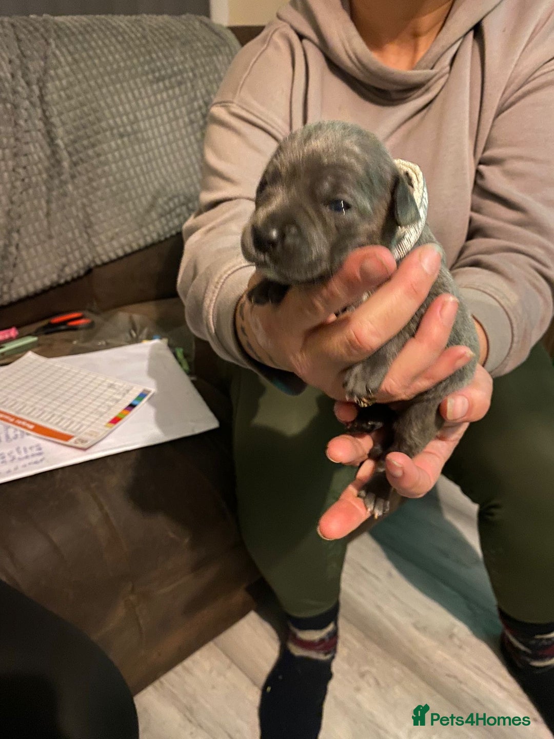 Staffordshire Bull Terrier dogs for sale: Blue pups  - Advert 4