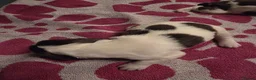 English Springer Spaniel dogs for sale: Beautiful Liver & White Springer Spaniel Puppies - Advert 17
