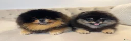 Pomeranian dogs for sale: 👑 Exclusive Rare Black & Tan Boy 👑 - Advert 15