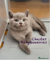 British Shorthair cats - Advert 3