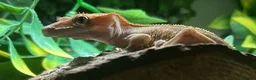 Gecko reptiles for sale: Female Harlequin Created Gecko in Aldershot - Advert 13