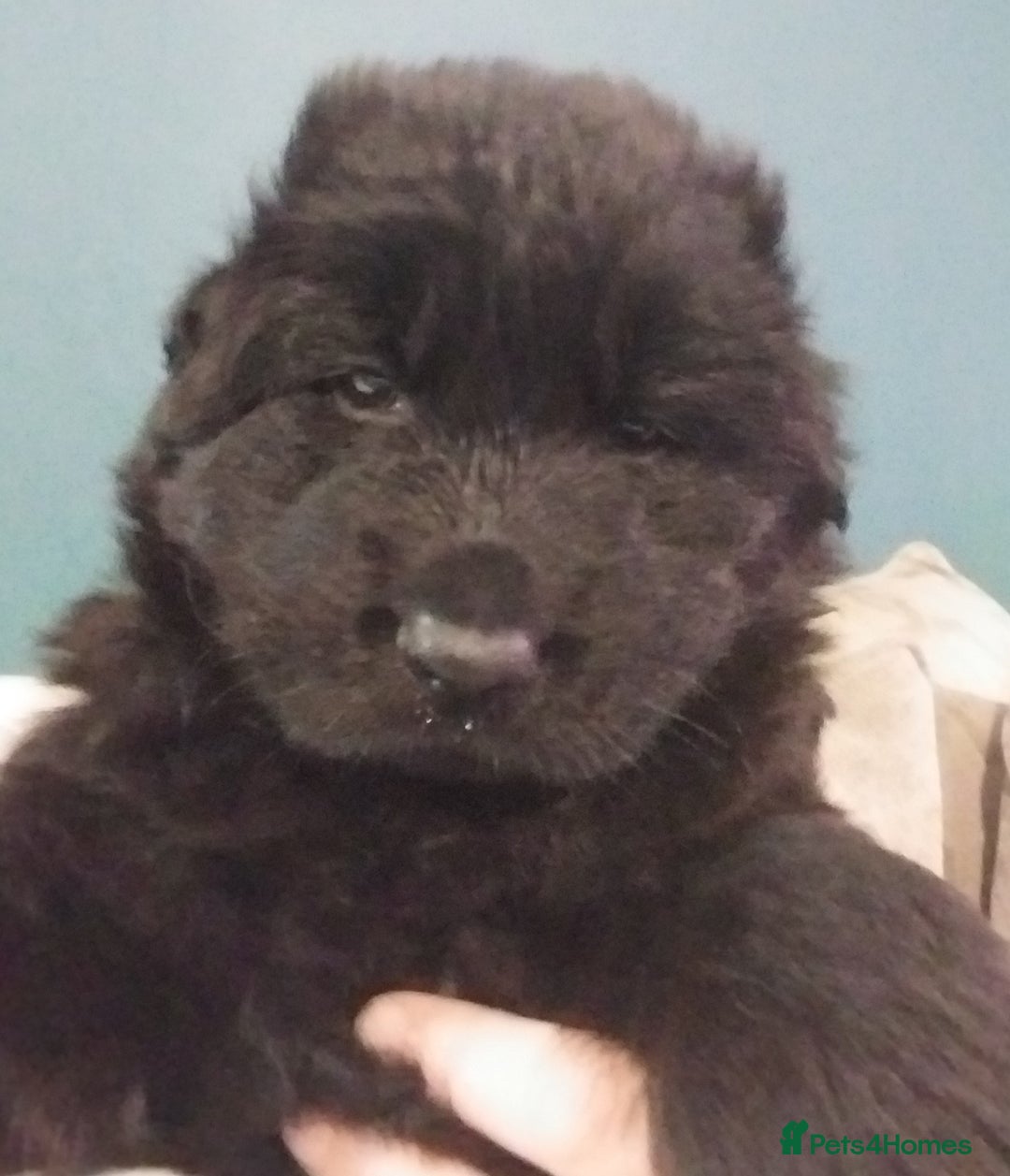 German Shepherd dogs for sale: 2 boy german shepherd puppy's  - Advert 8