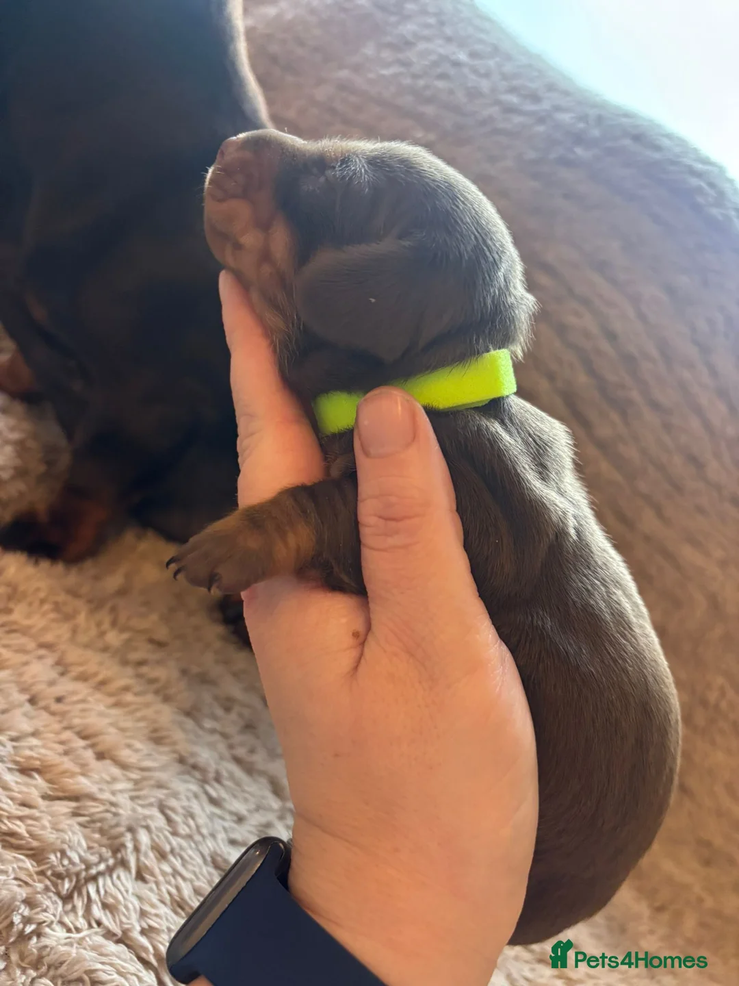 Dachshund dogs for sale: Miniature dachshund - Advert 9