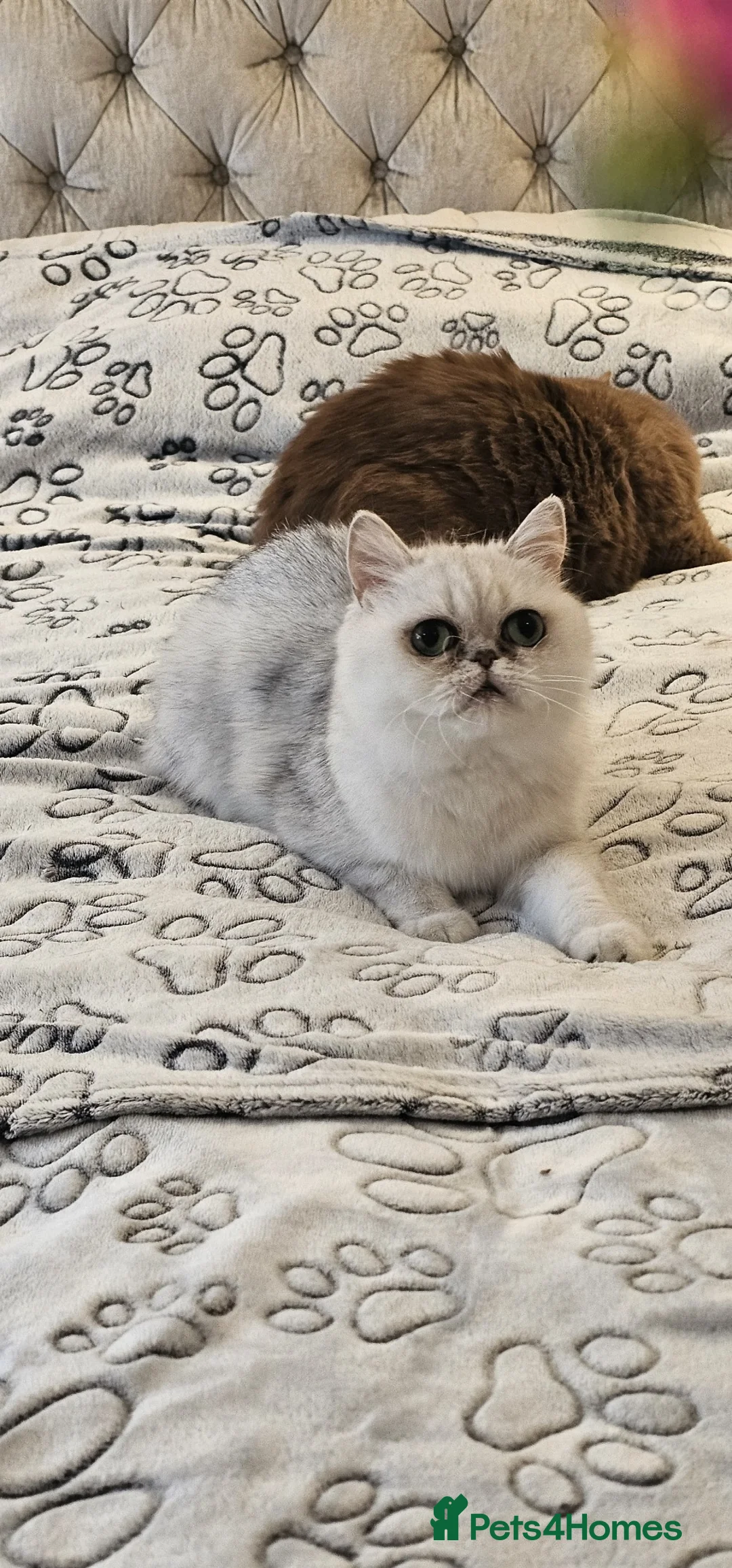 Exotic cats for sale: Silver shaded exotic shorthair girl - Advert 2