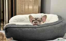 French Bulldog dogs for sale: Big Rope, Big Rope Fluffy & French Bullg - Advert 23