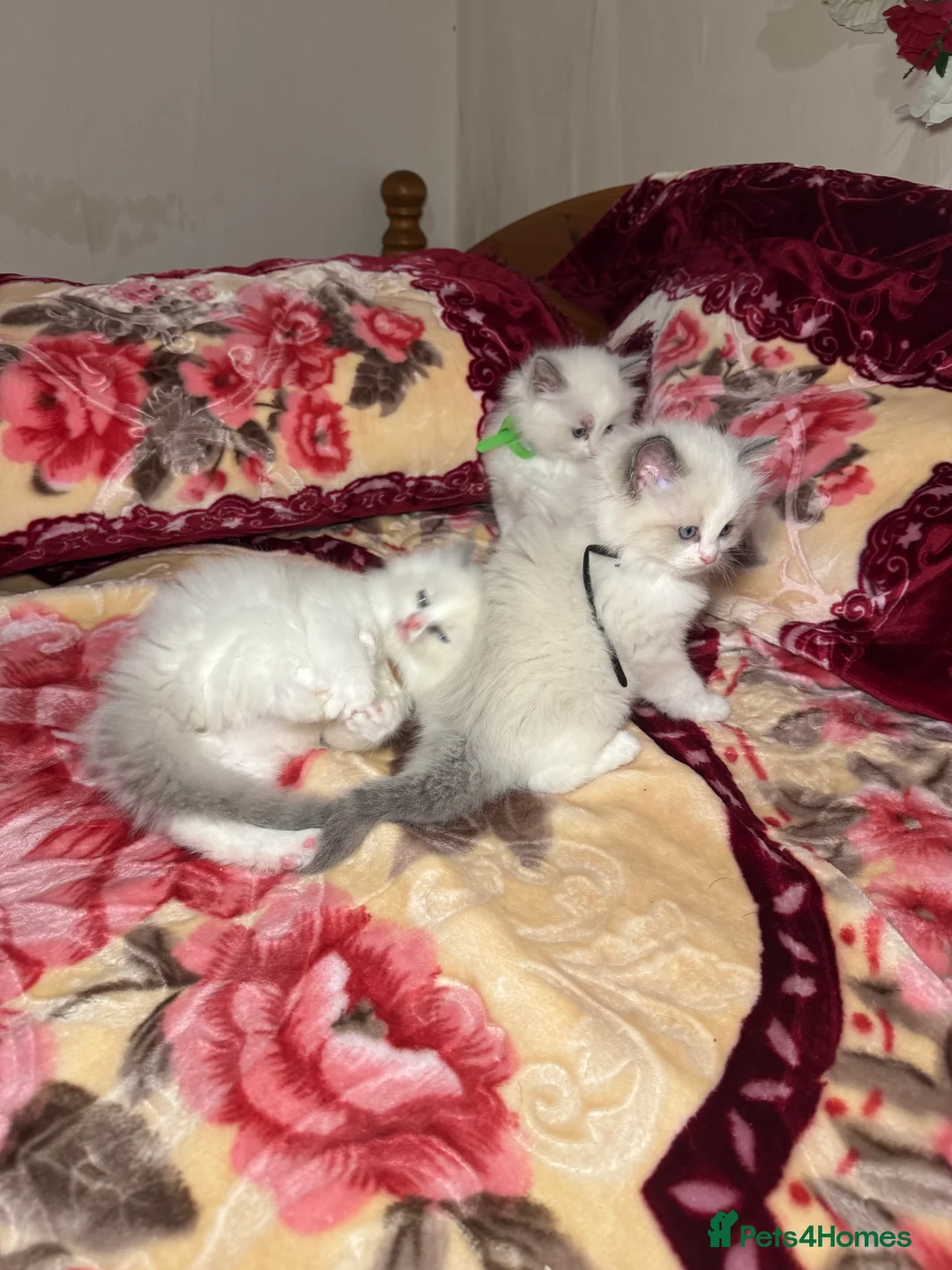 Ragdoll cats for sale: 5 Beautiful blue eyed pure ragdolls - Advert 4