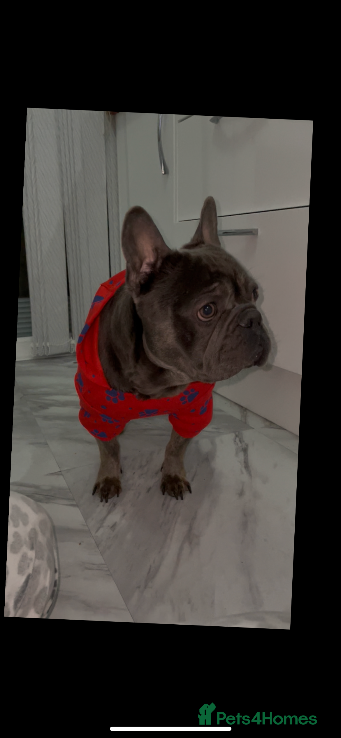 French Bulldog dogs Our gorgeous boy Crusoe is ready for stud - Advert 1