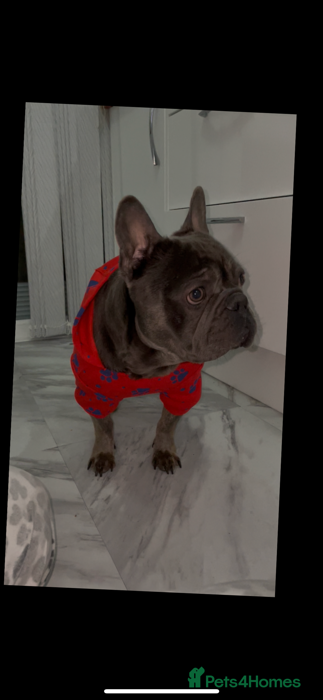 French Bulldog dogs for stud: Our gorgeous boy Crusoe is ready for stud - Advert 1