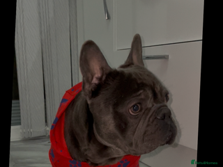 French Bulldog dogs Our gorgeous boy Crusoe is ready for stud - Advert 13