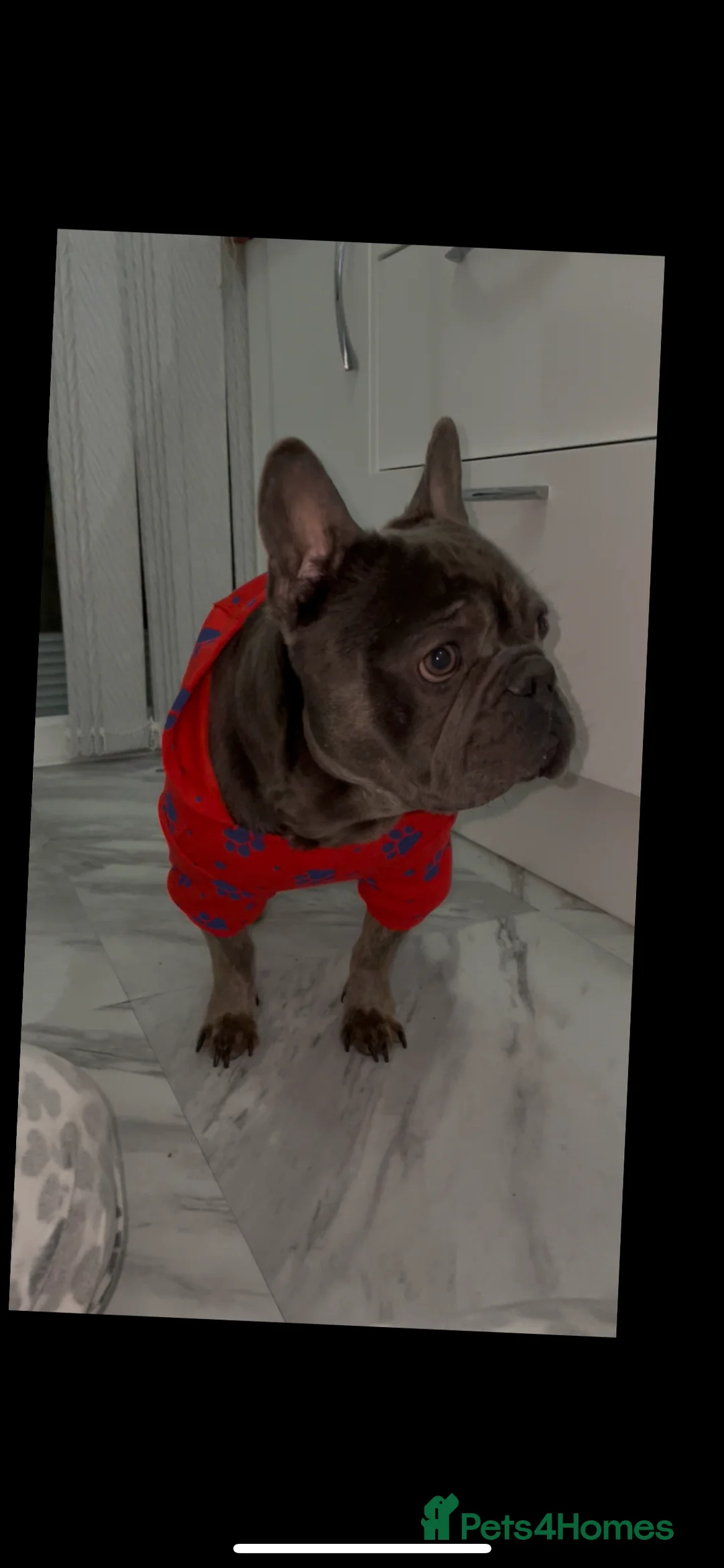 French Bulldog dogs for stud: Our gorgeous boy Crusoe is ready for stud - Advert 1