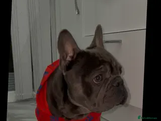 French Bulldog dogs Our gorgeous boy Crusoe is ready for stud - Advert 3