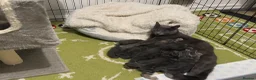 Mixed Breed cats for sale: Adorable grey kittens & tabby grey kittens  in Salisbury - Advert 14