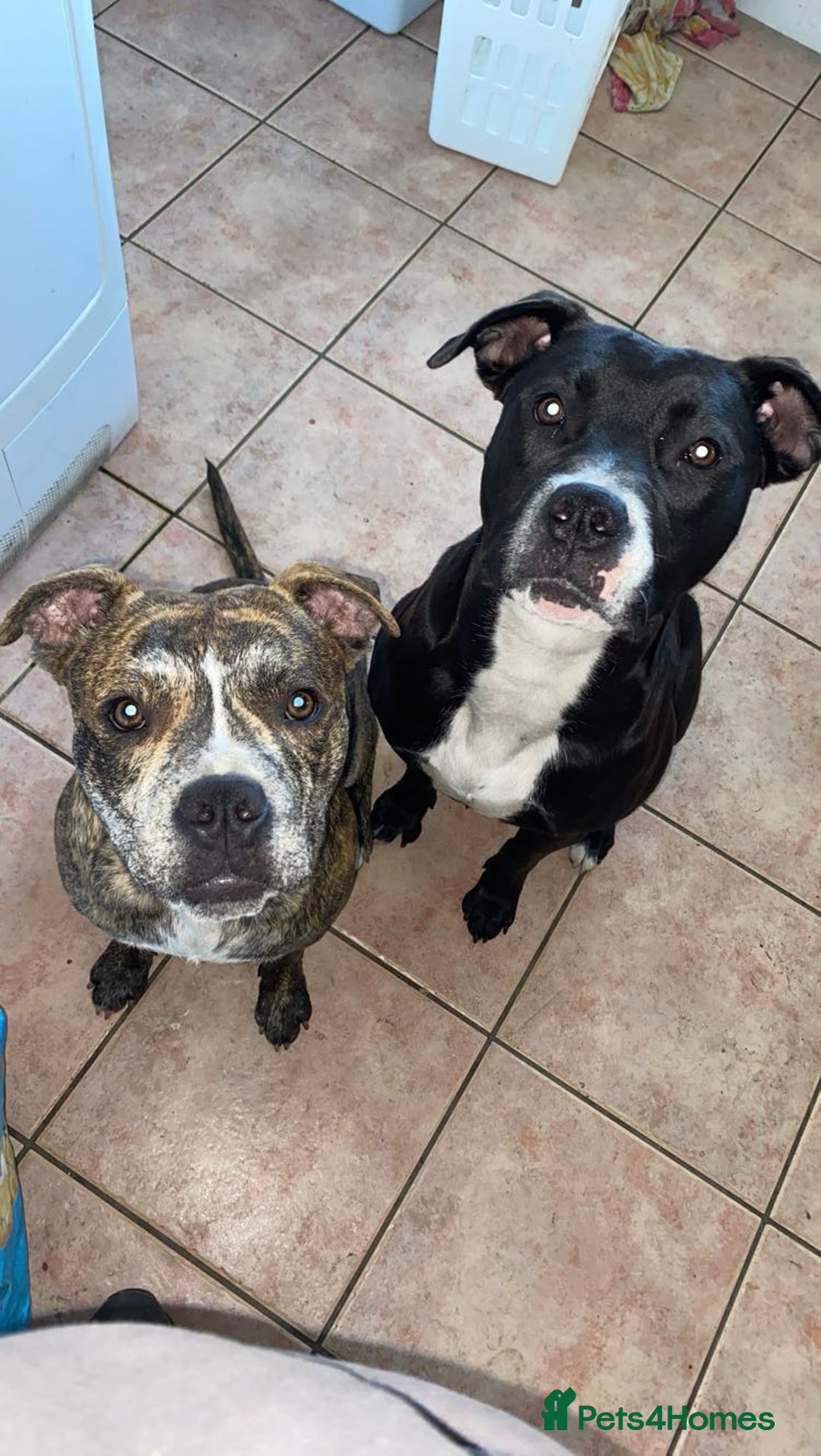 American Bull Staffy dogs for sale: Beautiful American bulldog x staff puppies   - Image 38