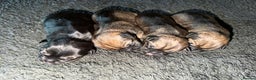 Border Terrier dogs for sale: Kc registered outstanding Border Terrier Pups  - Advert 11