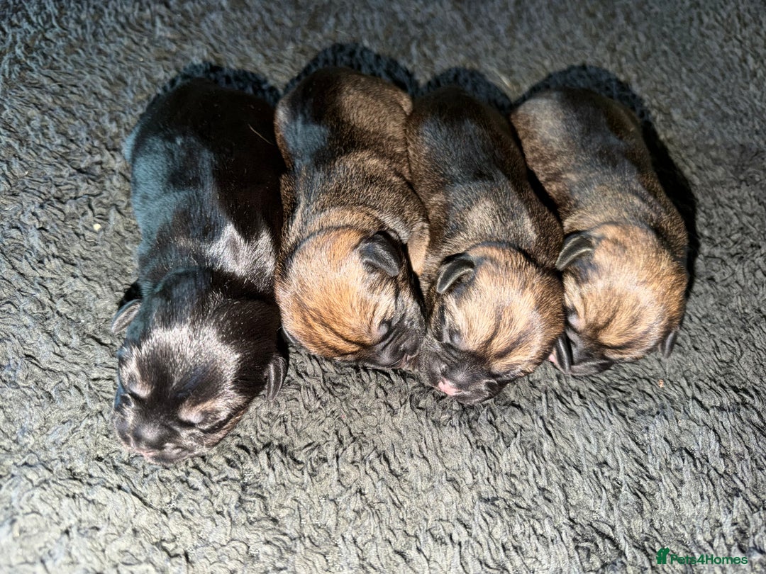 Border Terrier dogs for sale: Kc registered outstanding Border Terrier Pups  - Advert 11