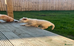 Golden Retriever dogs for sale: Teddy Bear Goldies - Image 31