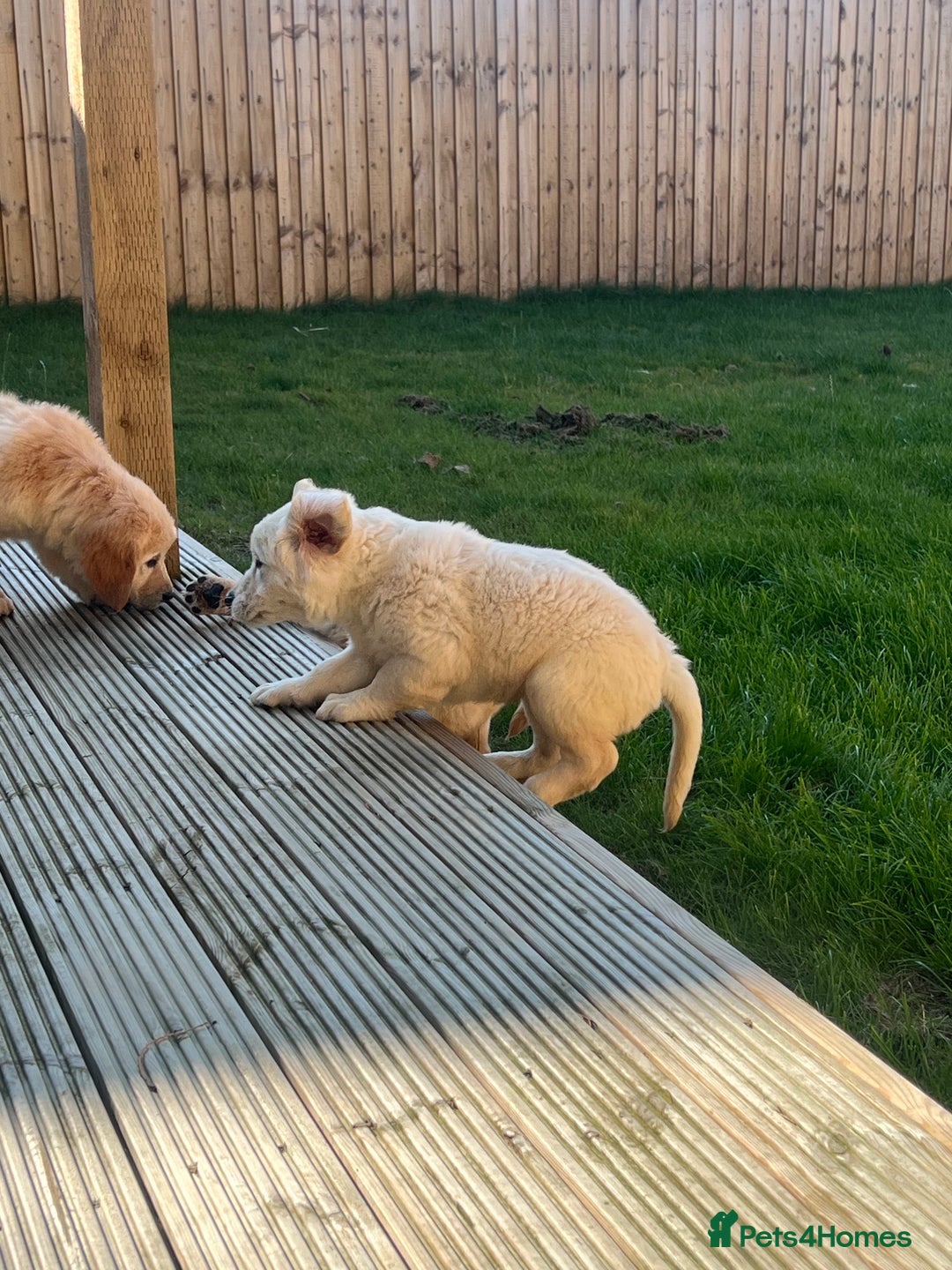 Golden Retriever dogs for sale: Teddy Bear Goldies - Image 31