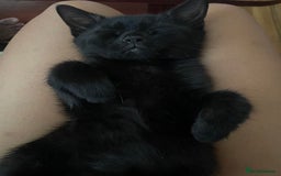 British Shorthair cats for sale: British shorthair kittens🐱 - Image 7