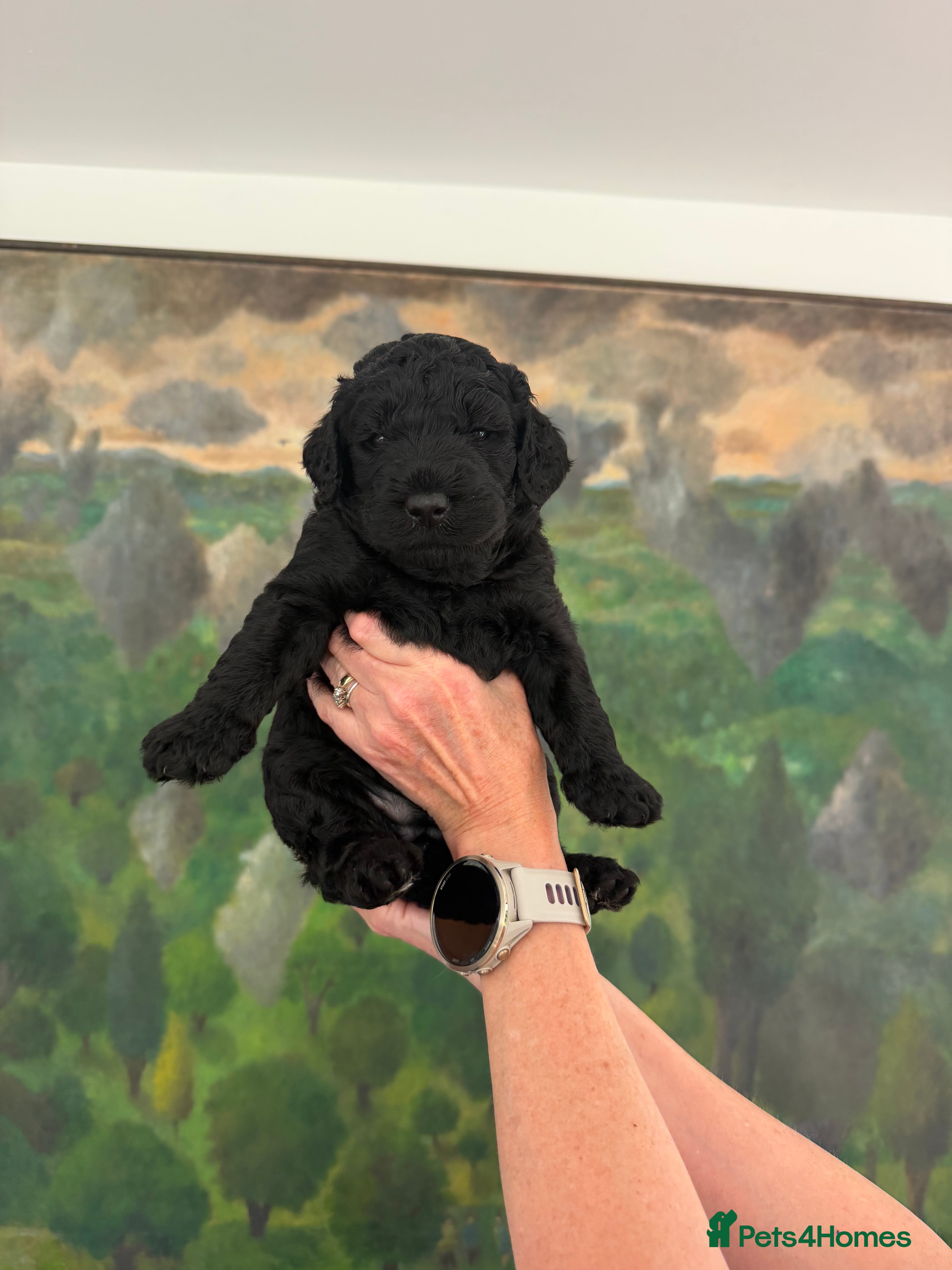 Labradoodle dogs Labradoodle Standard Puppies - Advert 2