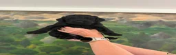 Labradoodle dogs for sale: Labradoodle Standard - Advert 3