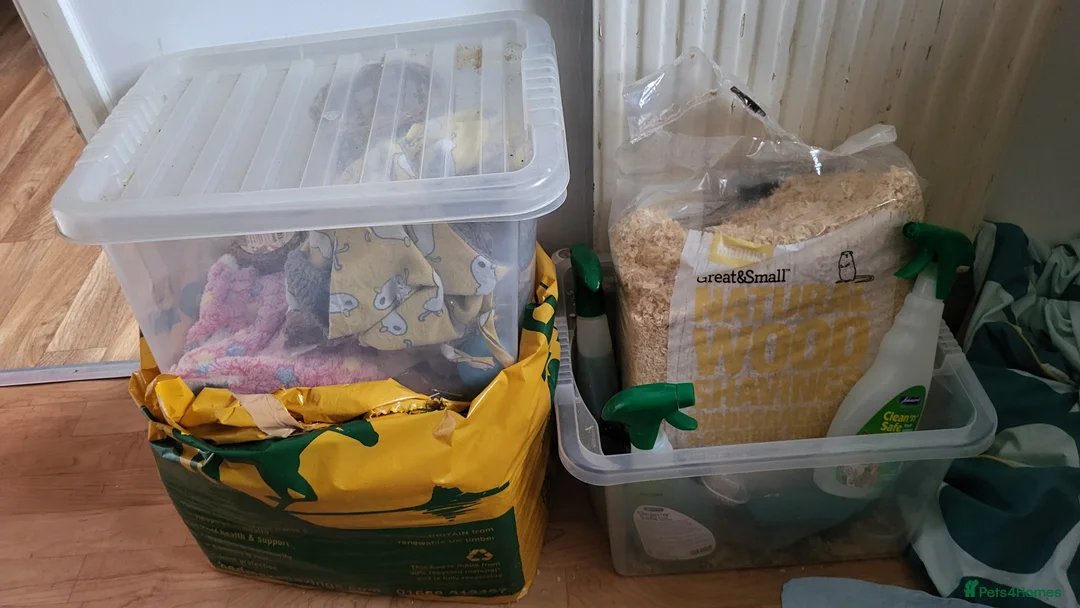 Rat rodents for sale: 4 Female Fancy Rats and Complete Setup  - Advert 5