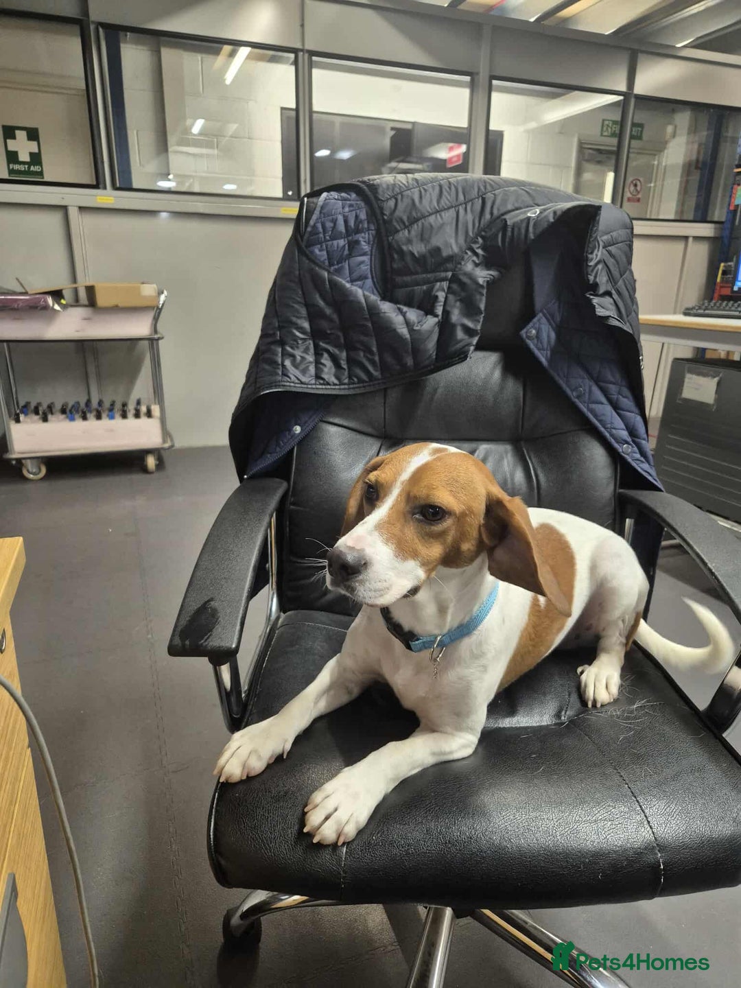 Beagle dogs for adoption: DOUG – 2 years old, Male, Beagle Boy - Advert 4