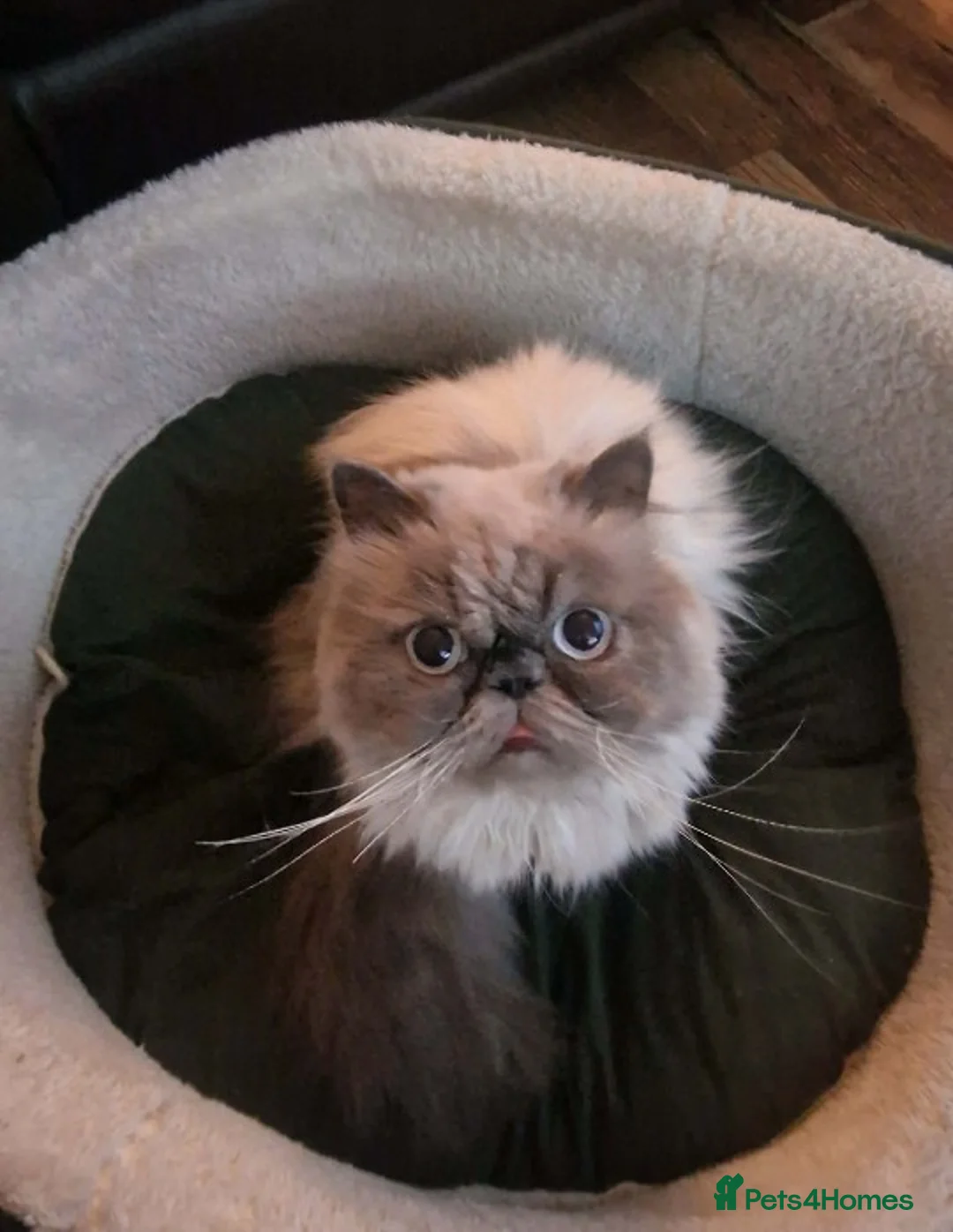Persian cats for sale: Beautiful Persian kittens  - Advert 15
