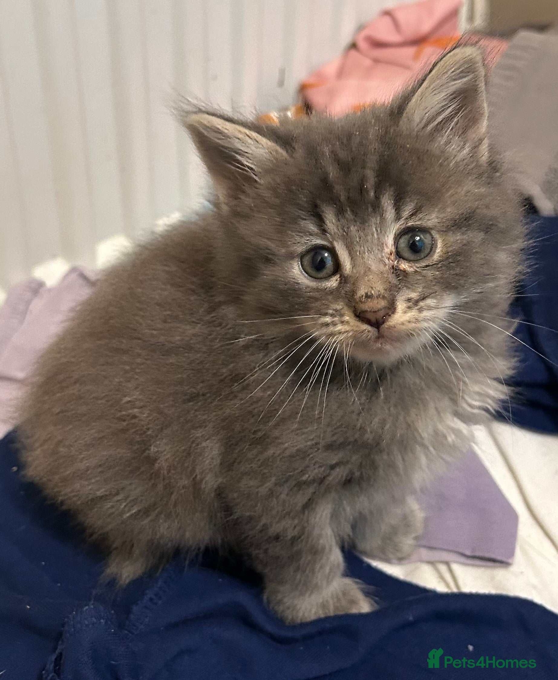 Mixed Breed cats Adorable kittens - Advert 17