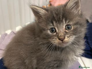 Mixed Breed cats Adorable kittens - Advert 4