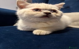 British Shorthair cats for sale: British short hair  - Image 9