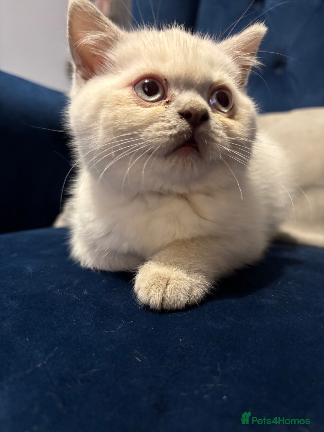 British Shorthair cats for sale: British short hair  - Image 9