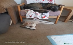Mixed Breed dogs for adoption: Meet Little BEAR, a Lovely but naughty Boy... - Image 39