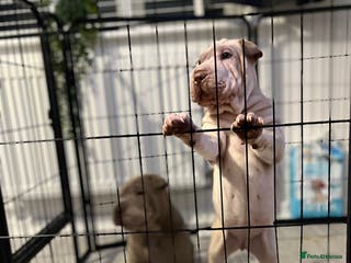 Shar Pei dogs Sharpei puppies - Advert 13