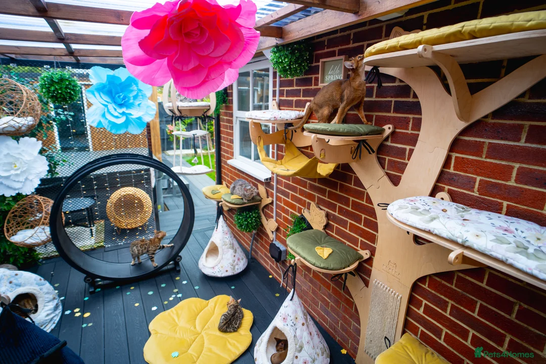 Bengal cats for sale: Stunning Bengal - Sophie. Forever family only. - Advert 22