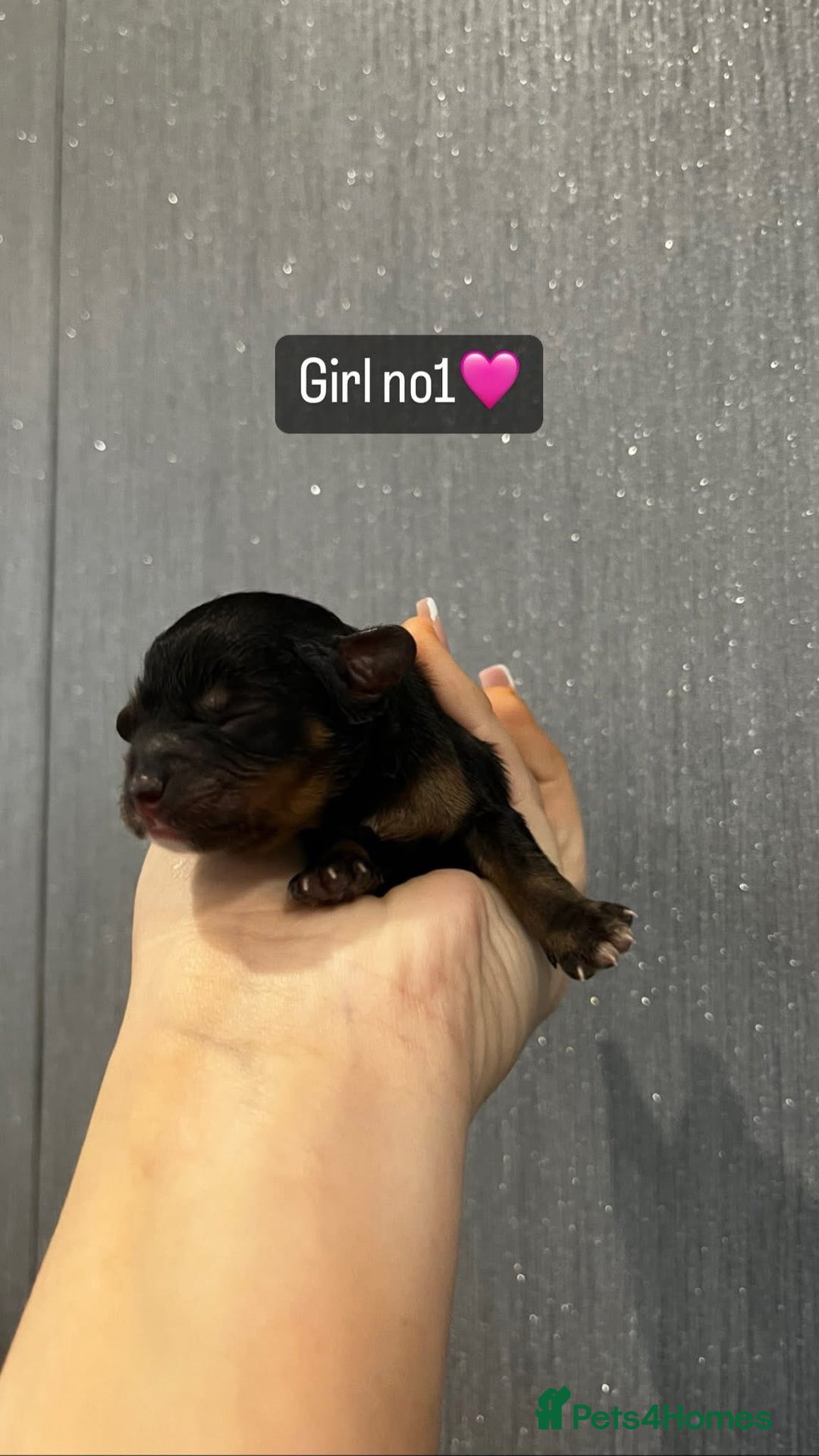 Cavapoo dogs for sale: Cavapoo puppies phantom Black and Tan  - Advert 5