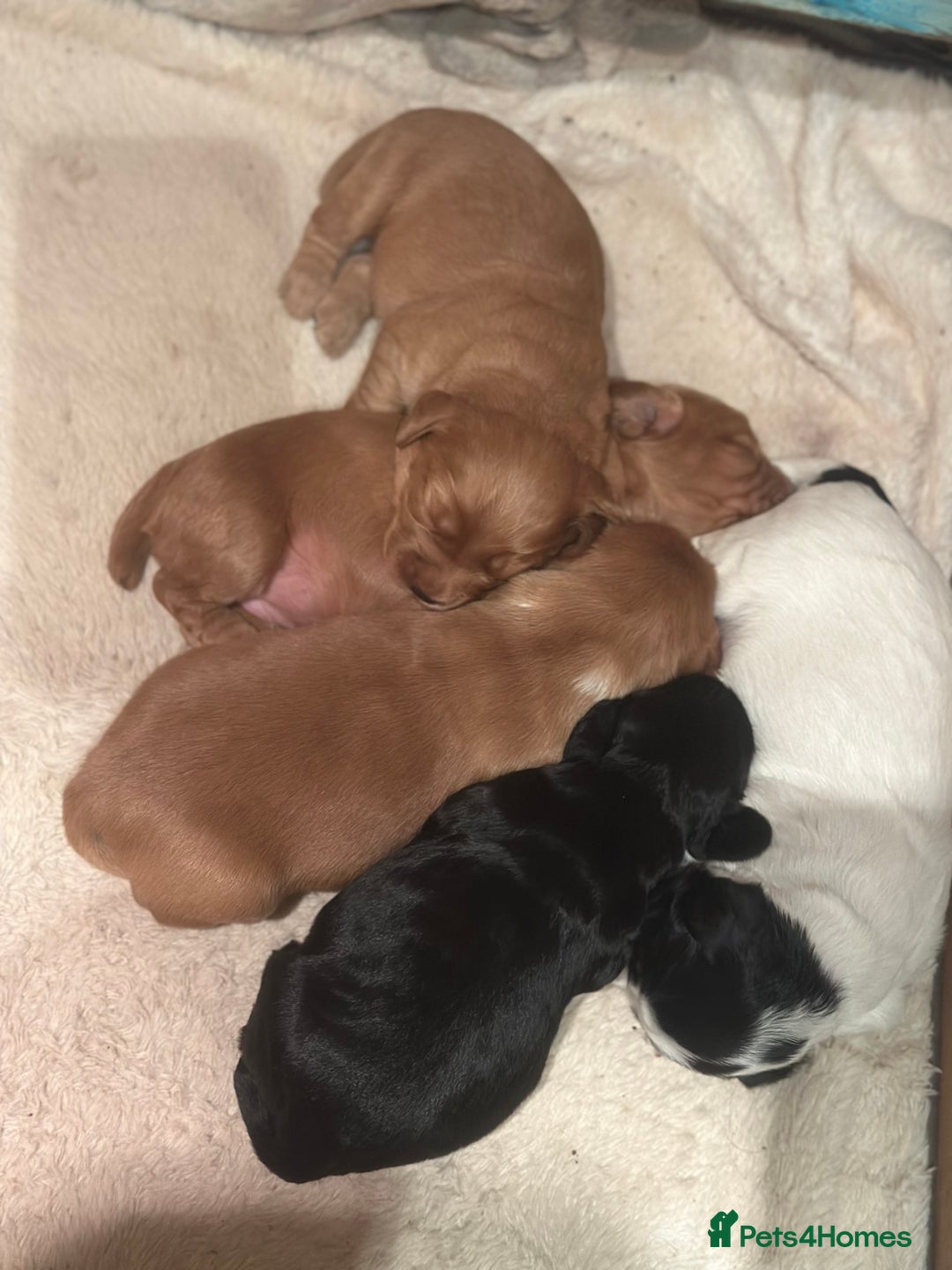 Cocker Spaniel dogs for sale: Working cocker spaniel puppies for sale - Advert 14