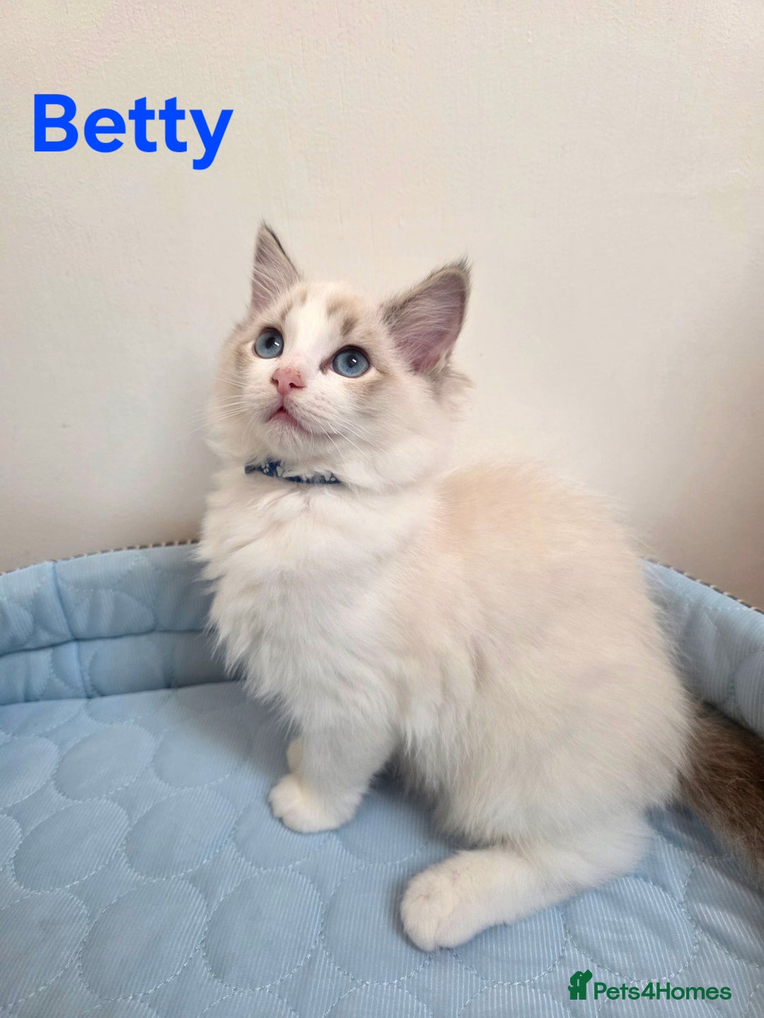 Ragdoll cats for sale: 💕GCCF registered ragdoll kittens💕 - Advert 2