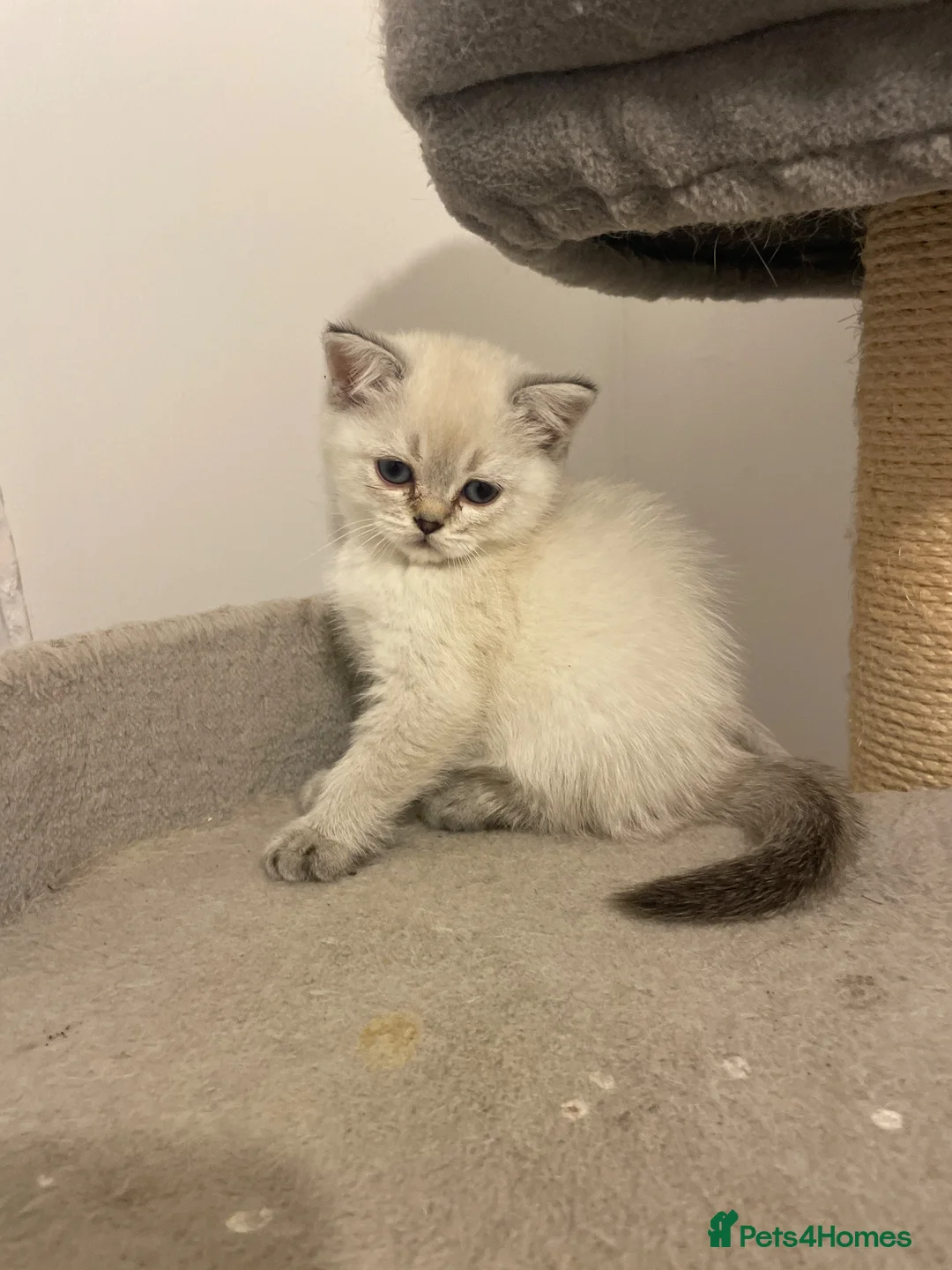 Scottish Fold cats for sale: Adorable Scottish Fold Kittens for Sale  - Advert 1