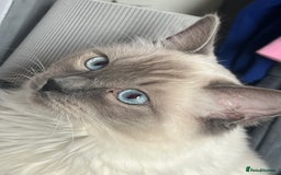 Ragdoll cats for sale: Looking for a 5 star home for my two ragdolls - Image 3